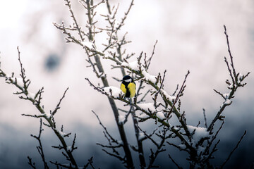 Kohlmeisen im Winter 