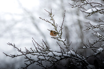 Rotkehlchen im Winter 