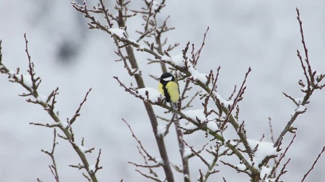 Kohlmeisen im Winter 