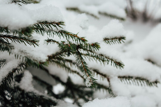 Christmas tree. Scots pine branches in the snow in the snow. branches of a snow-covered coniferous tree. close-up. tree in winter forest. natural background. spring time. winter season, cold time.