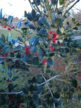 Ilex aquifolium JC Van tol in winter with red berries