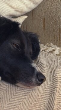 A black dog is laying on a blanket