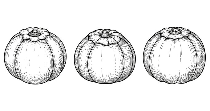 Hand-drawn persimmons trio: detailed black and white line art