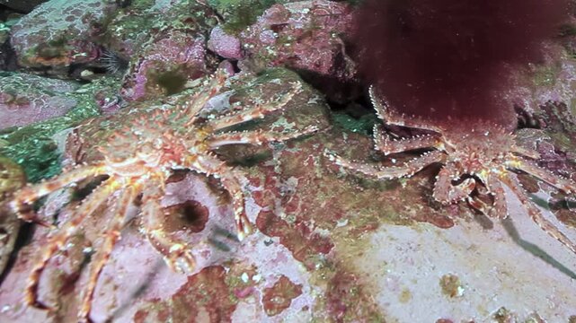 A magnificent Giant King Crab pauses amidst a rocky undersea terrain, its textured shell blending seamlessly with the algae and minerals. A moment of tranquil observation.
