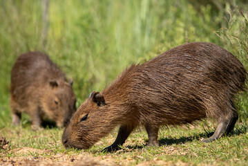 carpincho capibara