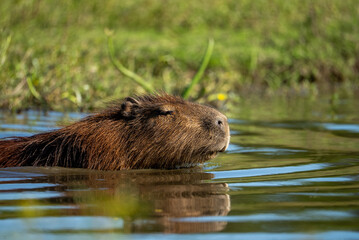 carpincho capibara