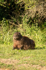 carpincho capibara
