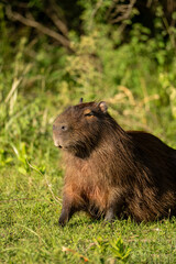 carpincho capibara