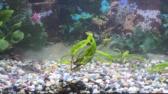 Colorful fish swim in a bright aquarium with lush green plants	