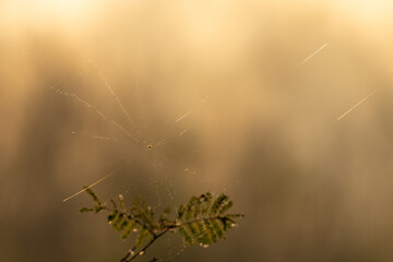 Nature sunrise morning sunlight over grass meadow landscape creating a peaceful calm serene scene with warm golden tones, relaxing atmosphere ideal for wellness, meditation, inspirational background