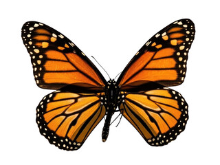 Fototapeta premium A monarch butterfly isolated on transparent background for nature designs