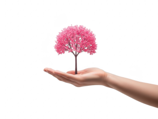 Hand holding pink tree isolated on transparent background for nature and growth concept
