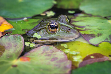 Green frog Pelophylax peeking from water between lily pads in Rogow arboretum pond