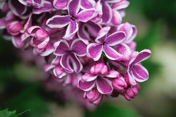 Macro shot of purple lilac blossoms with small water drops on petals, Poland