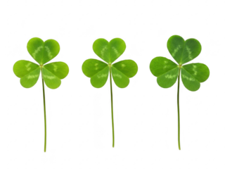 Three green four leaf clovers on stems isolated on transparent background luck