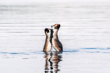 Mating games of two water birds Great Crested Grebes. Two waterfowl birds Great Crested Grebes swim in the lake with heart shaped silhouette