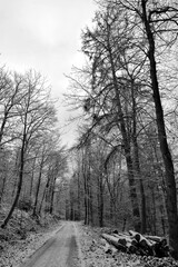 Obraz premium Winding Route With Freshly Cut Wood Layers, Path Alongside Stacked Logs And Snow Marked Edge Scene