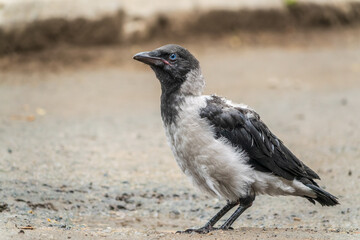 Obraz premium A crow chick, a small crow has fallen out of its nest and is sitting scared on a branch near the ground.
