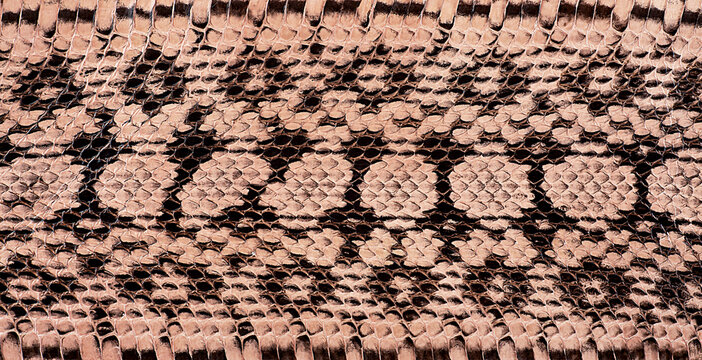 Real genuine python snake skin as background, exotic animals. Natural snake skin pattern.