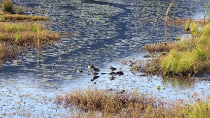 Ducks between lake weeds and reeds