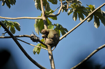 Fototapeta premium A three-toed sloth with algae covered greenish fur is perched in a Cecropia tree in Costa Rica