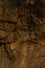Fototapeta premium closeup tree bark golden hour texture showing knot and weathered grain, warm amber lighting highlighting rough ridges, lichen specks and healed pruning scar, intimate nature