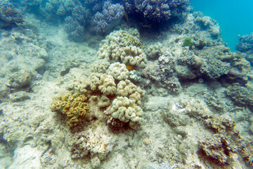 A nice view of coral reef