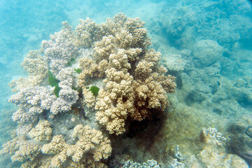 A nice view of coral reef