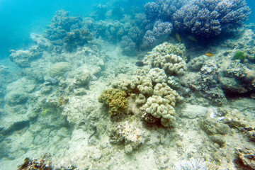 A nice view of coral reef