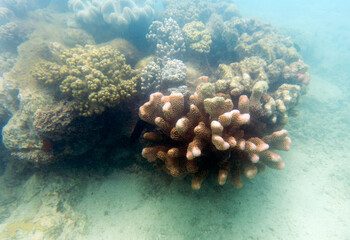 A nice view of coral reef