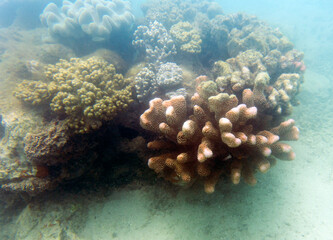 A nice view of coral reef