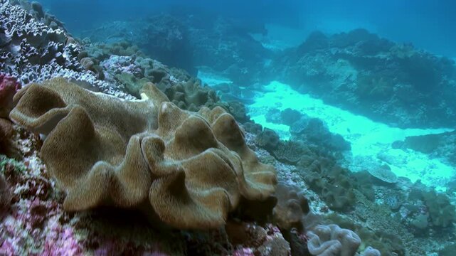 A trip into the waters surrounding Apo Island, Philippines, reveals vibrant coral reefs and unique formations teeming with life. Turquoise waters and detailed reef structures fill the view.
