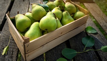 fresh bio abate fetel green pears in big box just picked from tree