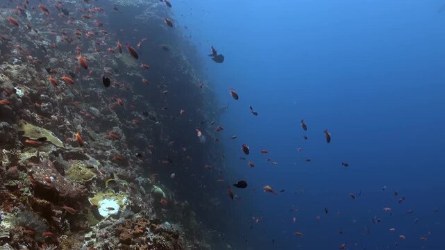 Colorful reef fish swim along a coral wall in Raja Ampat, Indonesia. Observe various marine animals in their natural habitat during daylight hours.