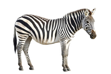 Beautiful zebra isolated over white background