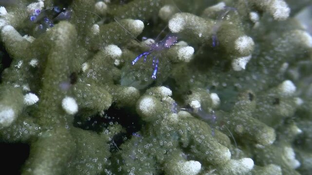 Observe a Banded Coral Shrimp moving among coral formations in the Philippines. The Stenopus hispidus, or doctor shrimp, carefully navigates its underwater habitat during daytime.