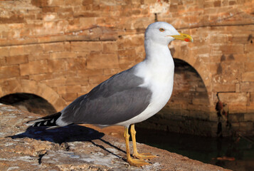 A beautiful example of a seagull perched on a wall overlooking the historic harbour of Essaouira, Morocco. Close-up, differential focus on bird. Copy space.