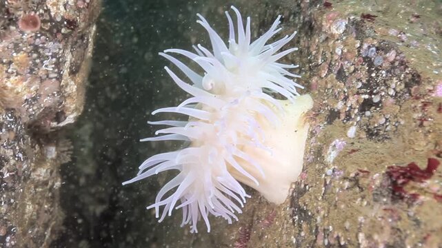 A delicate Ghost Anemone gently sways its tentacles amidst the ocean currents near the rocky shoreline. Captured at dusk, its ethereal form creates a mesmerizing display.