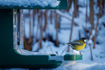 A colorful great tit bird perched on a snow-covered bird feeder in a winter garden, holding a seed in its beak. © karegg