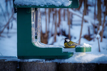 A colorful great tit bird perched on a snow-covered bird feeder in a winter garden, holding a seed in its beak. © karegg