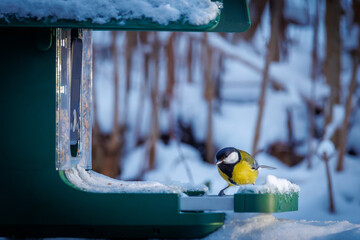 A colorful great tit bird perched on a snow-covered bird feeder in a winter garden, holding a seed in its beak. © karegg