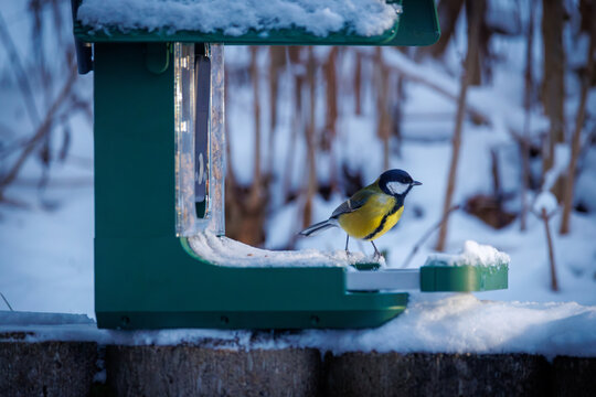 A colorful great tit bird perched on a snow-covered bird feeder in a winter garden, holding a seed in its beak.