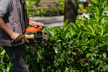 Obraz premium The gardener is moving the plant fences. Plant trimming operations.