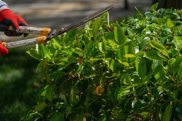 The gardener is moving the plant fences. Plant trimming operations.