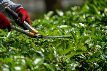 The gardener is moving the plant fences. Plant trimming operations.