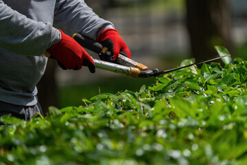 The gardener is moving the plant fences. Plant trimming operations.