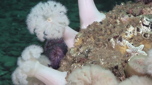 Beneath the shimmering waves of Puget Sound, sea anemones flutter their feathery arms as a delicate starfish perches on barnacle encrusted rocks in the mystical deep.
