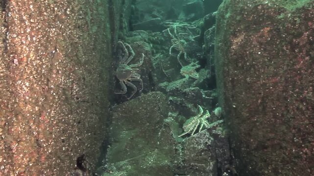 A multitude of Giant King Crab gather among the craggy rocks along the ocean floor near the coast of Alaska during the day. The scene is brimming with marine life.
