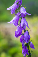 Close up of violet Campanula rapunculoides flower in Poland