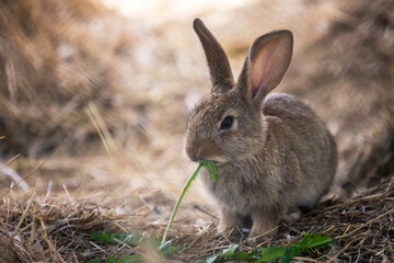 Fototapeta premium Rabbit